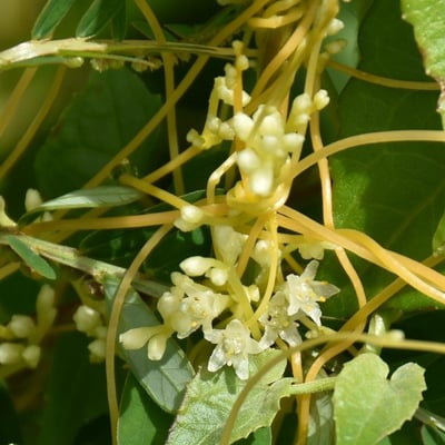 Cassytha filiformis — flower