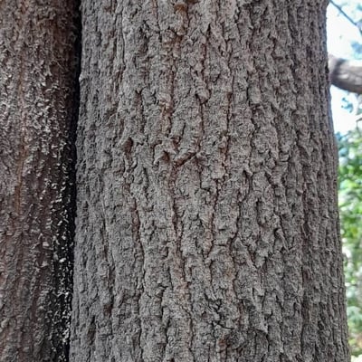 Myrocarpus frondosus — bark
