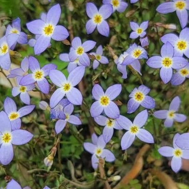 Houstonia caerulea — flower