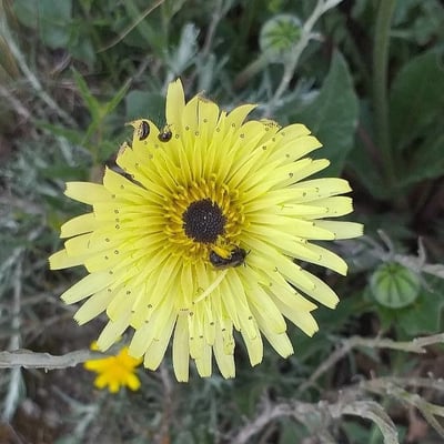 Tolpis barbata — flower