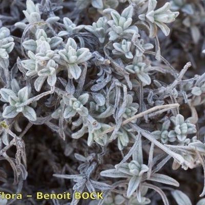 Sideritis incana — flower