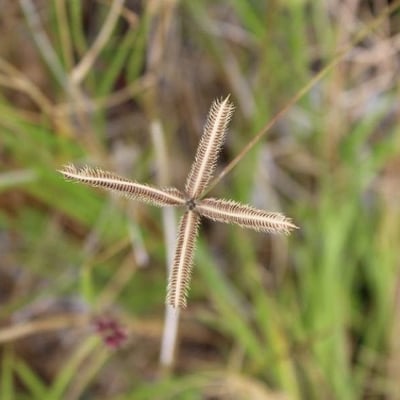 Dactyloctenium aegyptium — flower