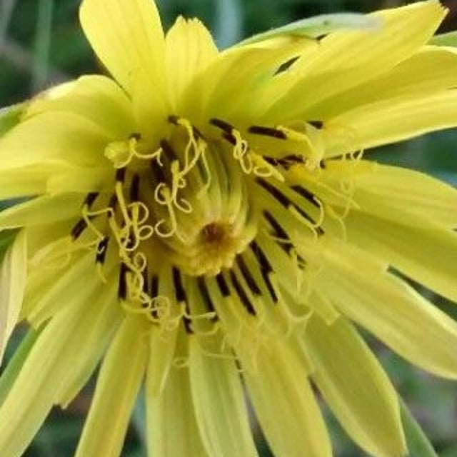 Tragopogon dubius — flower