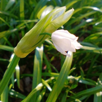 Allium paradoxum — flower