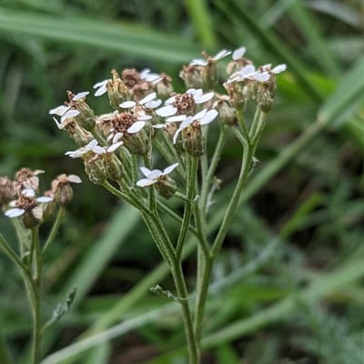 Achillea macrophylla — flower