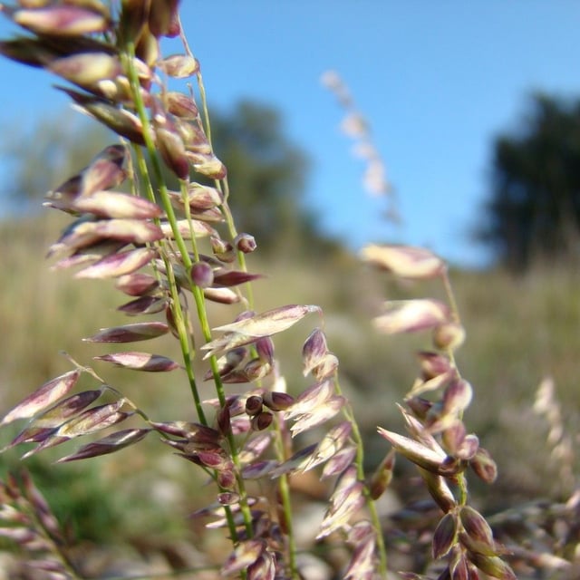 Melica minuta — flower