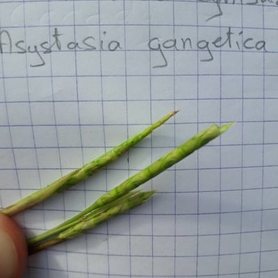 Rottboellia cochinchinensis — flower