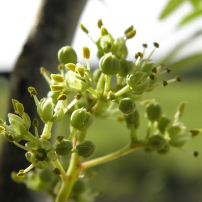 Zanthoxylum clava-herculis — flower