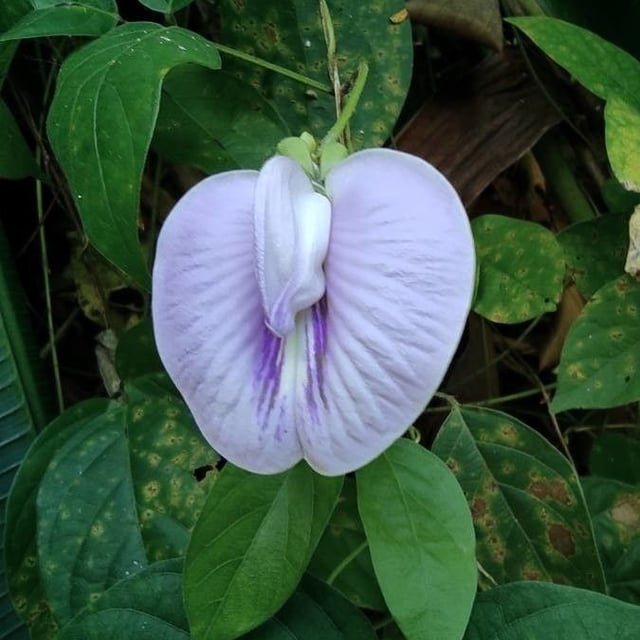 Centrosema pubescens — flower
