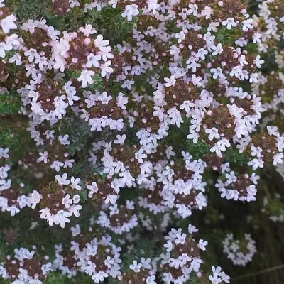 Thymus vulgaris — flower