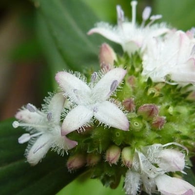 Spermacoce remota — flower