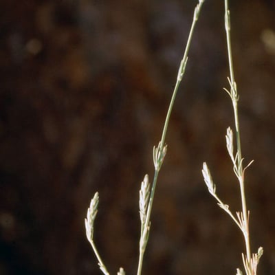 Crucianella angustifolia — flower