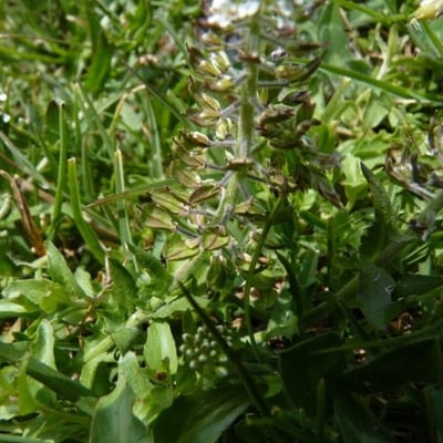 Lepidium heterophyllum — flower