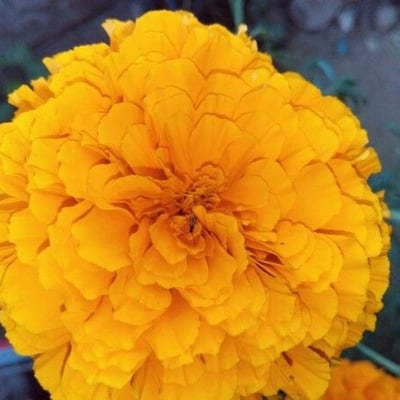 Tagetes erecta — flower