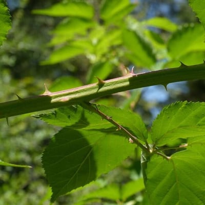 Rubus sulcatus — flower