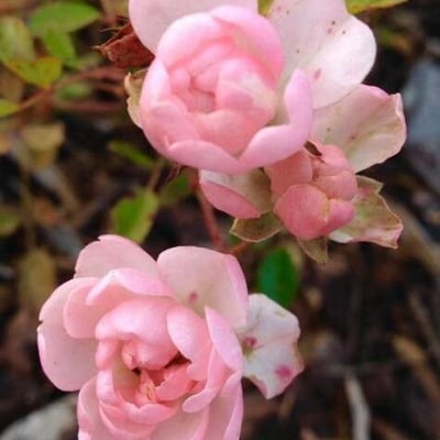 Rosa gallica — flower
