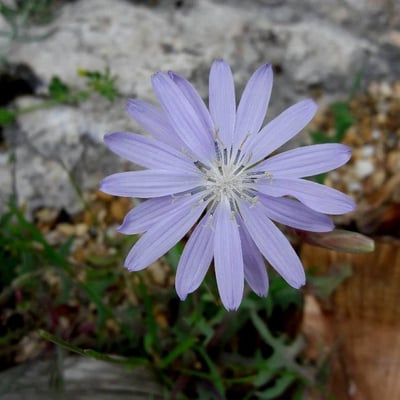 Lactuca perennis — flower