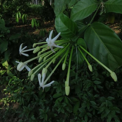 Posoqueria latifolia — flower