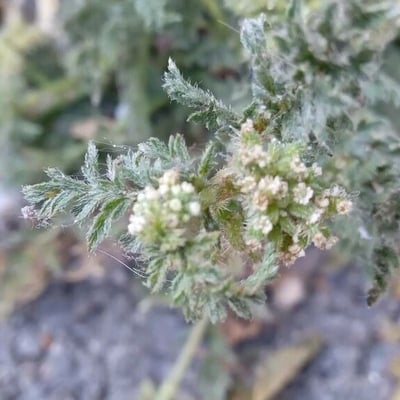 Torilis nodosa — flower