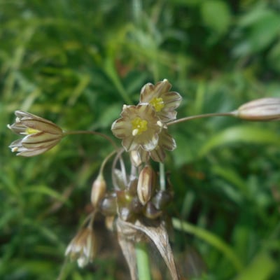 Allium oleraceum — flower