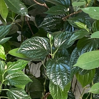 Piper sarmentosum — flower