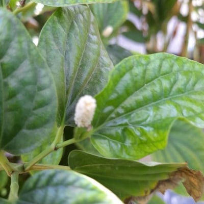 Piper sarmentosum — flower