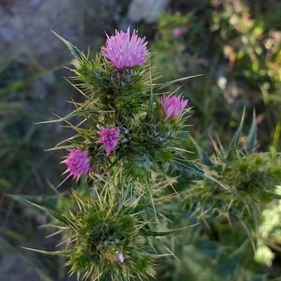 Carduus tenuiflorus — flower