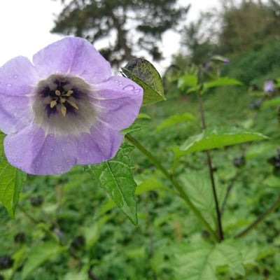 Nicandra physalodes — flower
