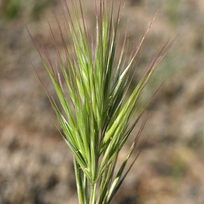 Bromus rubens — flower