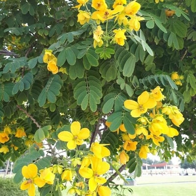 Senna siamea — flower