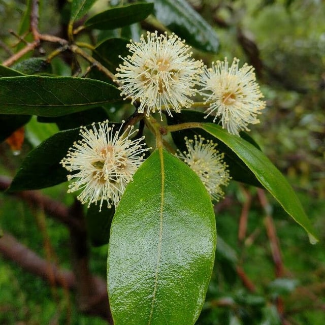 Syncarpia glomulifera — flower