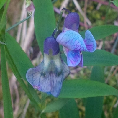 Lathyrus linifolius — flower