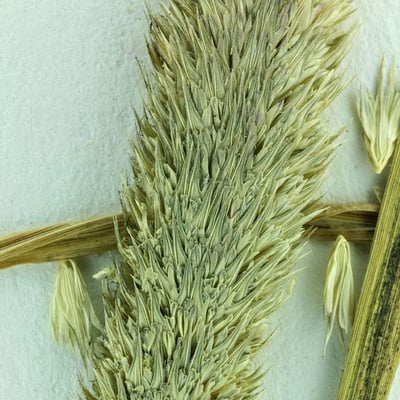 Phalaris paradoxa — flower