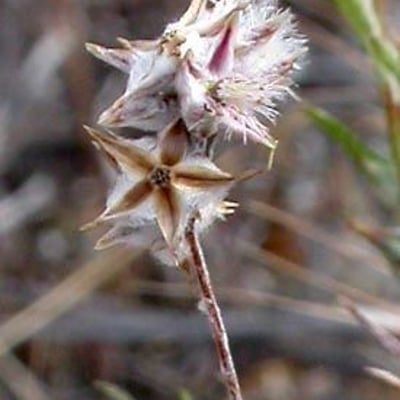 Logfia gallica — flower