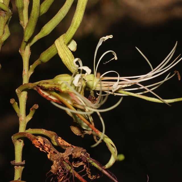 Bauhinia ungulata — flower