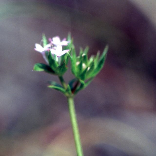 Asperula arvensis — flower