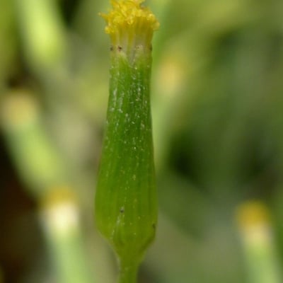 Erechtites minima — flower