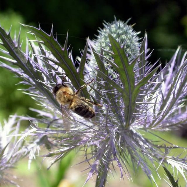 Eryngium alpinum — flower