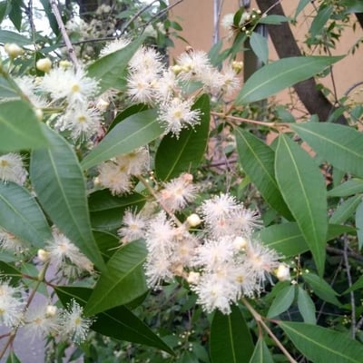 Myrcia splendens — flower