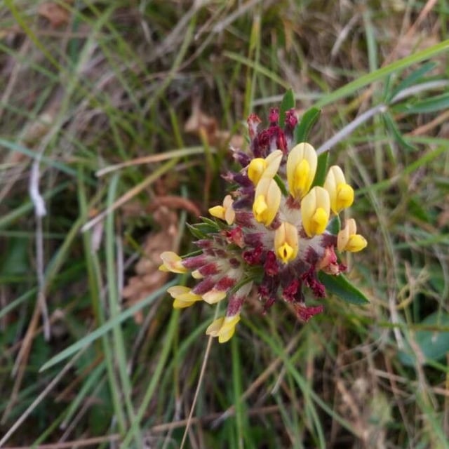 Anthyllis vulneraria — flower