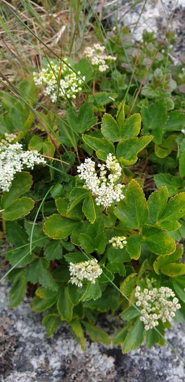 Scots lovage