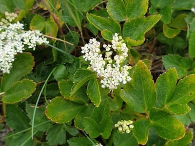 Scots lovage