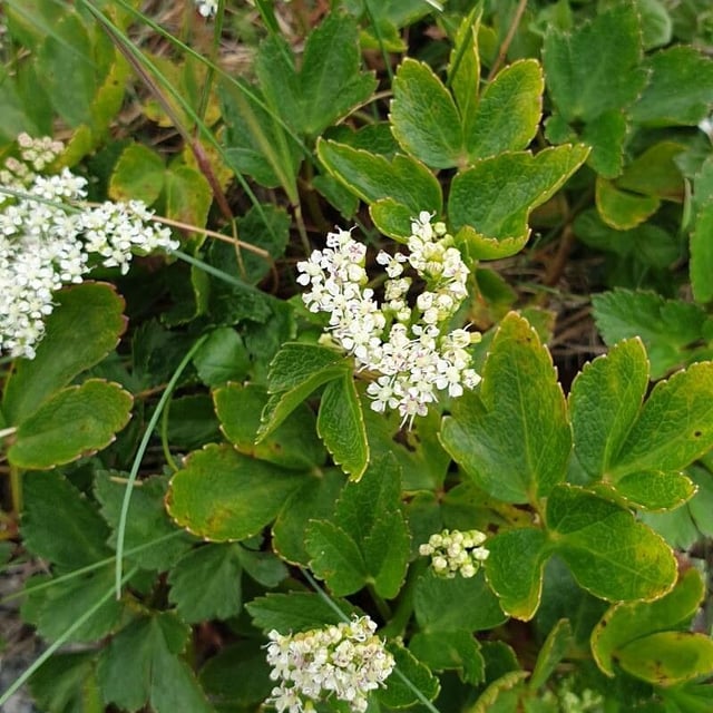 Ligusticum scoticum — flower