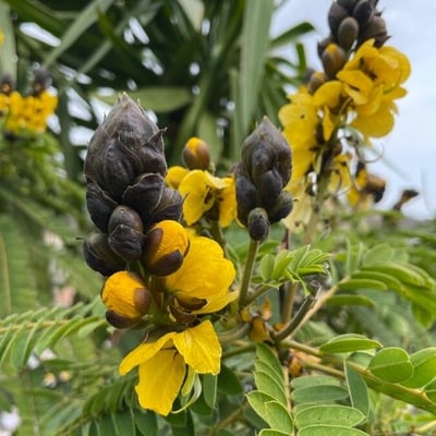 Senna didymobotrya — flower