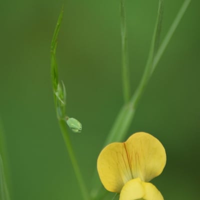 Lathyrus aphaca — flower