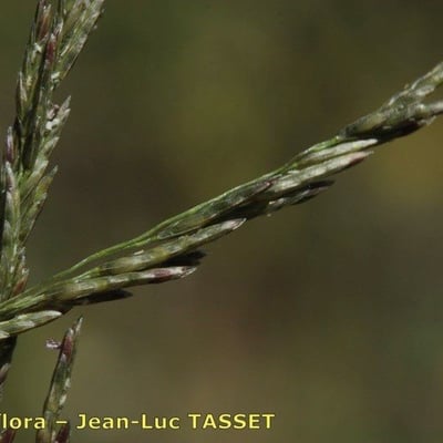 Eragrostis curvula — flower