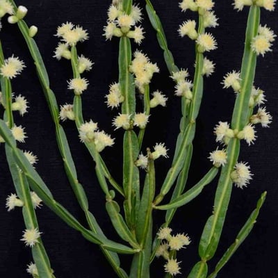 Baccharis crispa — flower