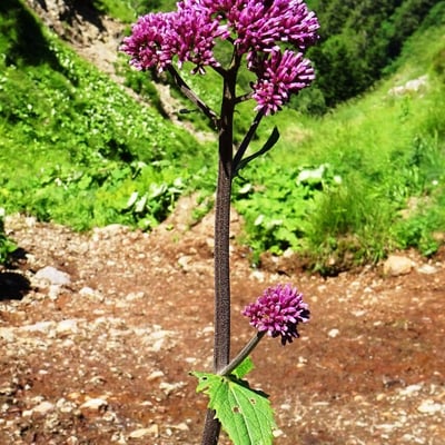 Adenostyles alliariae — flower