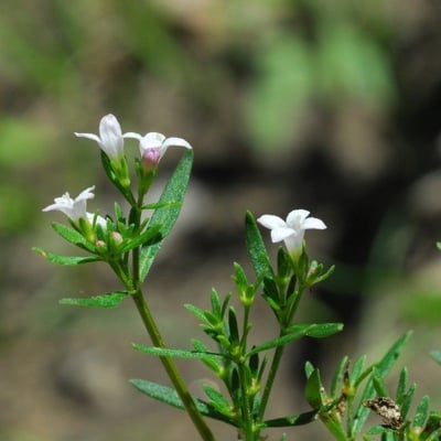 Houstonia longifolia — flower
