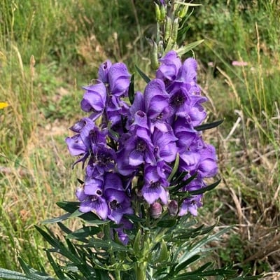 Aconitum variegatum — flower